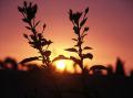 MAROC_coucher de soleil 1.jpg